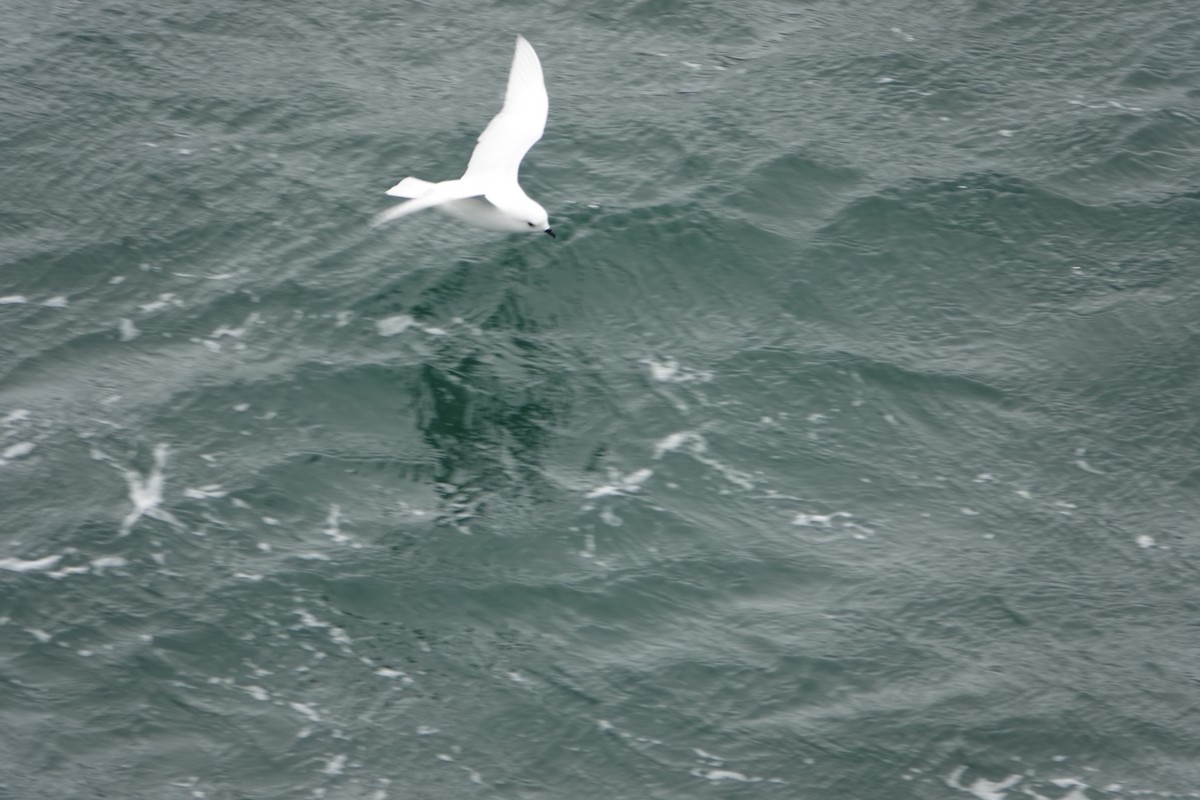 Снежный буревестник - ML647189328