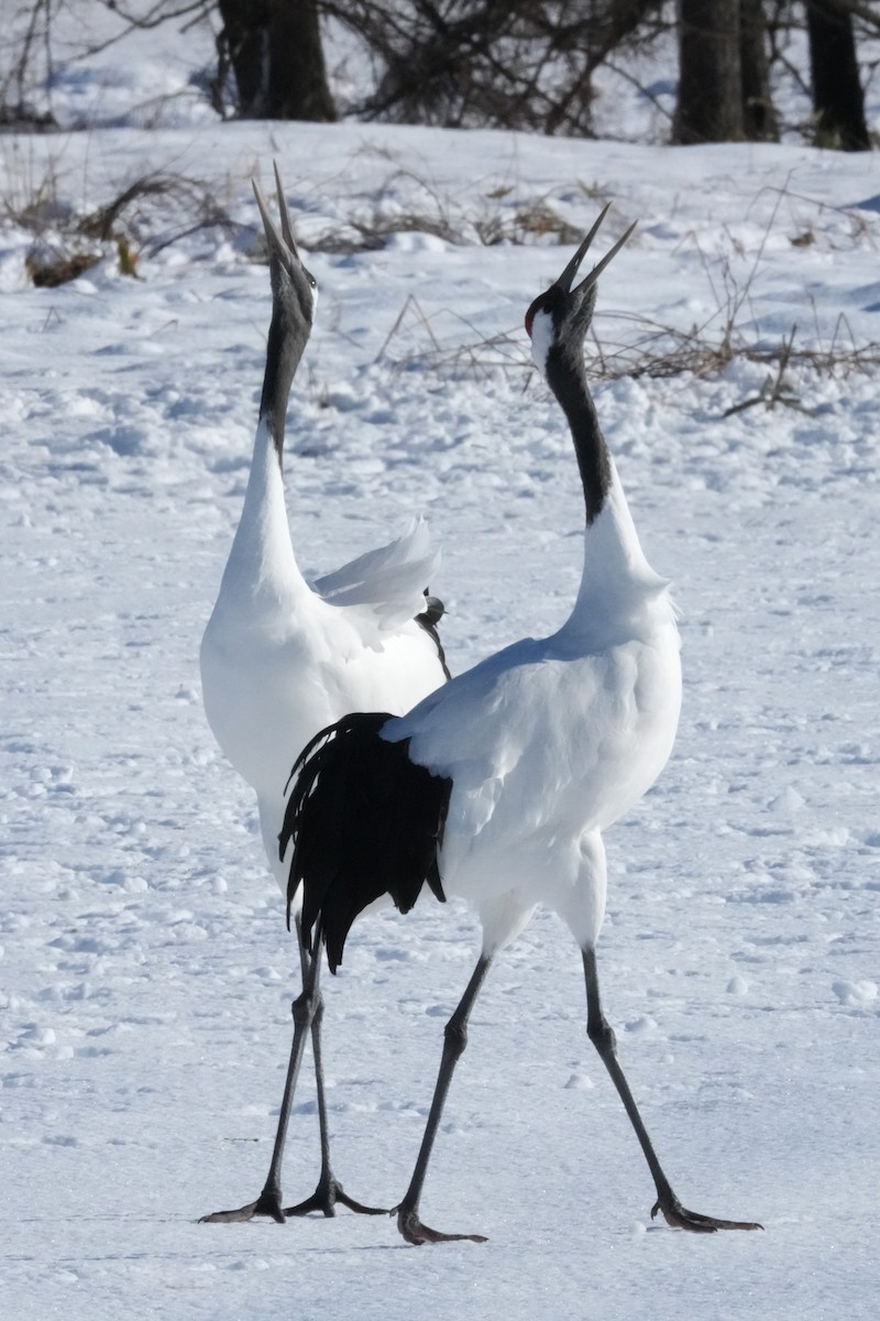 japantrane - ML647189330