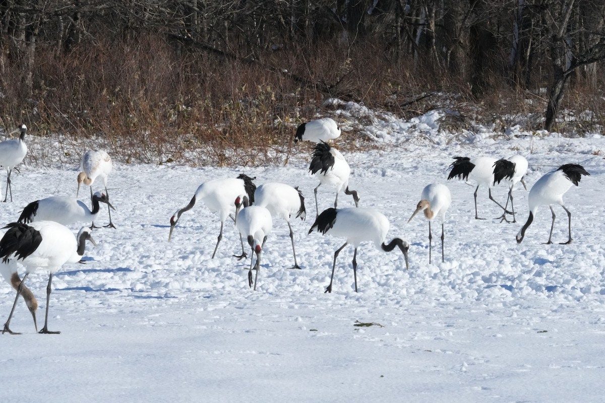 japantrane - ML647189331