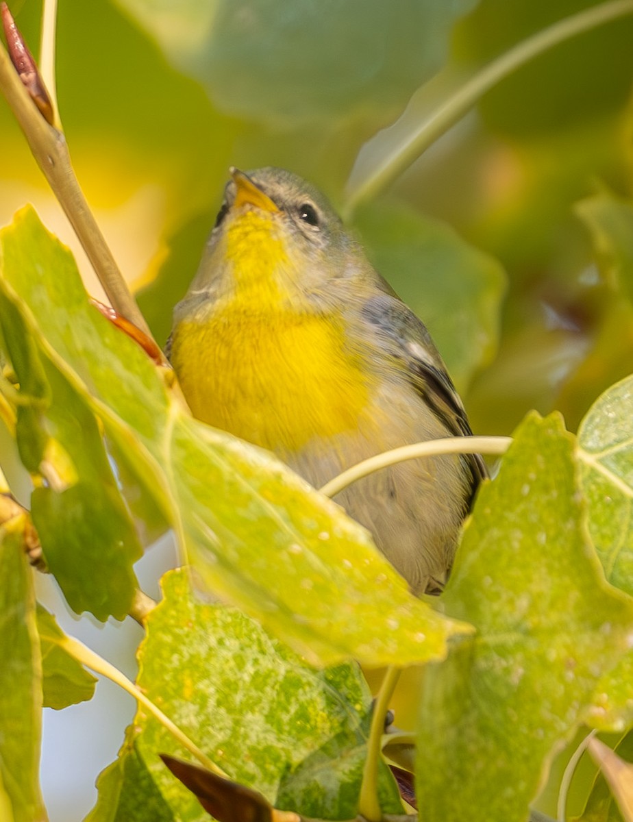 Northern Parula - ML647189337