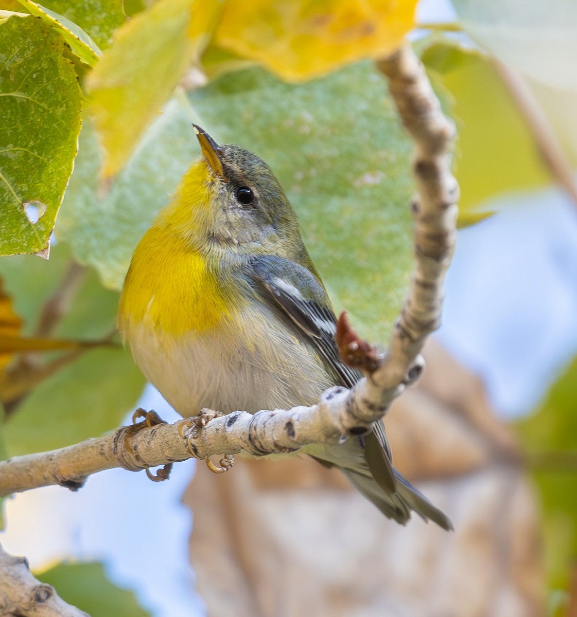 Northern Parula - ML647189338