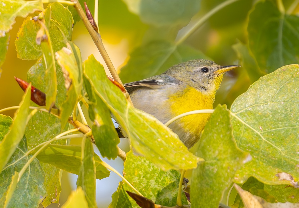 Northern Parula - ML647189339