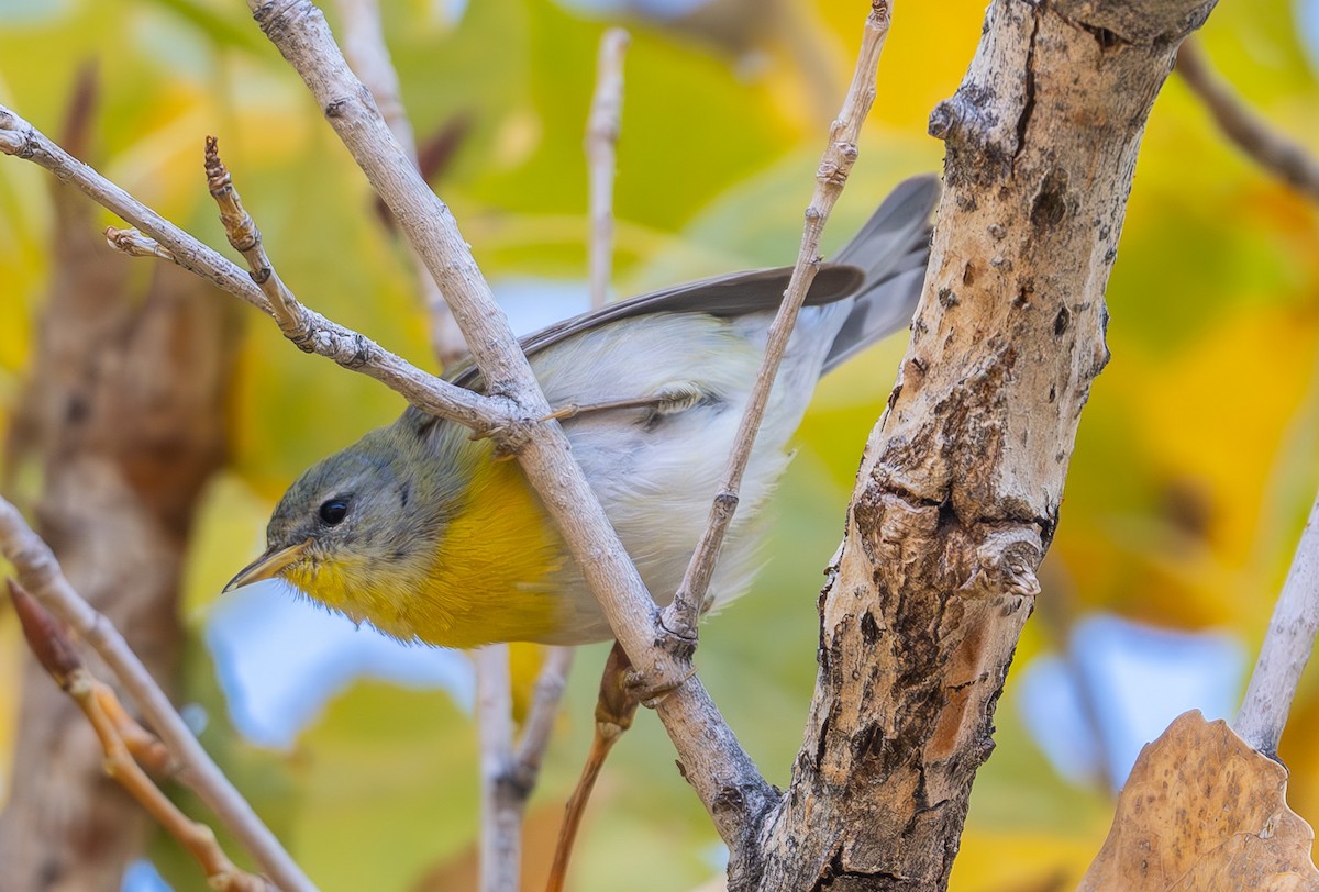 Northern Parula - ML647189340