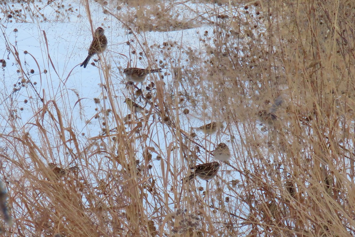 ムナフヒメドリ - ML647189341