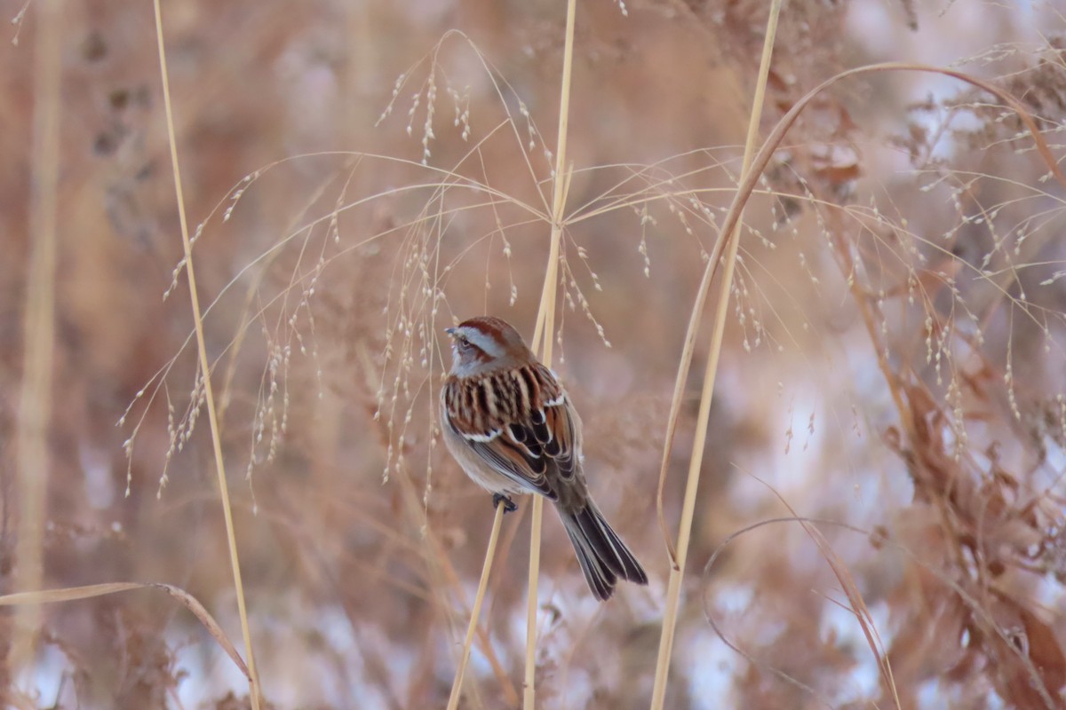 ムナフヒメドリ - ML647189342