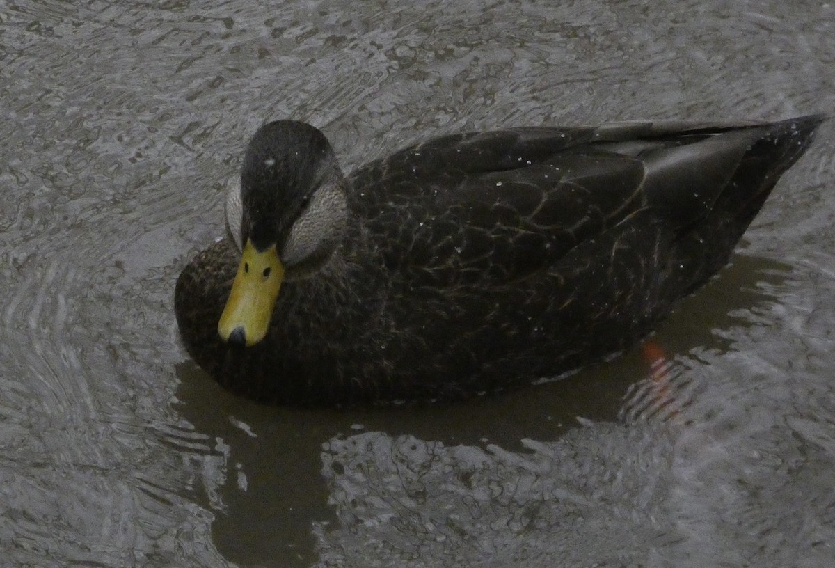 American Black Duck - ML647189344