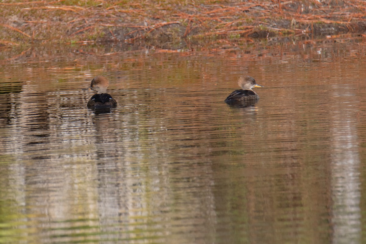 Крех жовтоокий - ML647189349