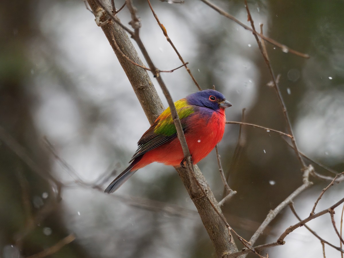 Painted Bunting - ML647189356