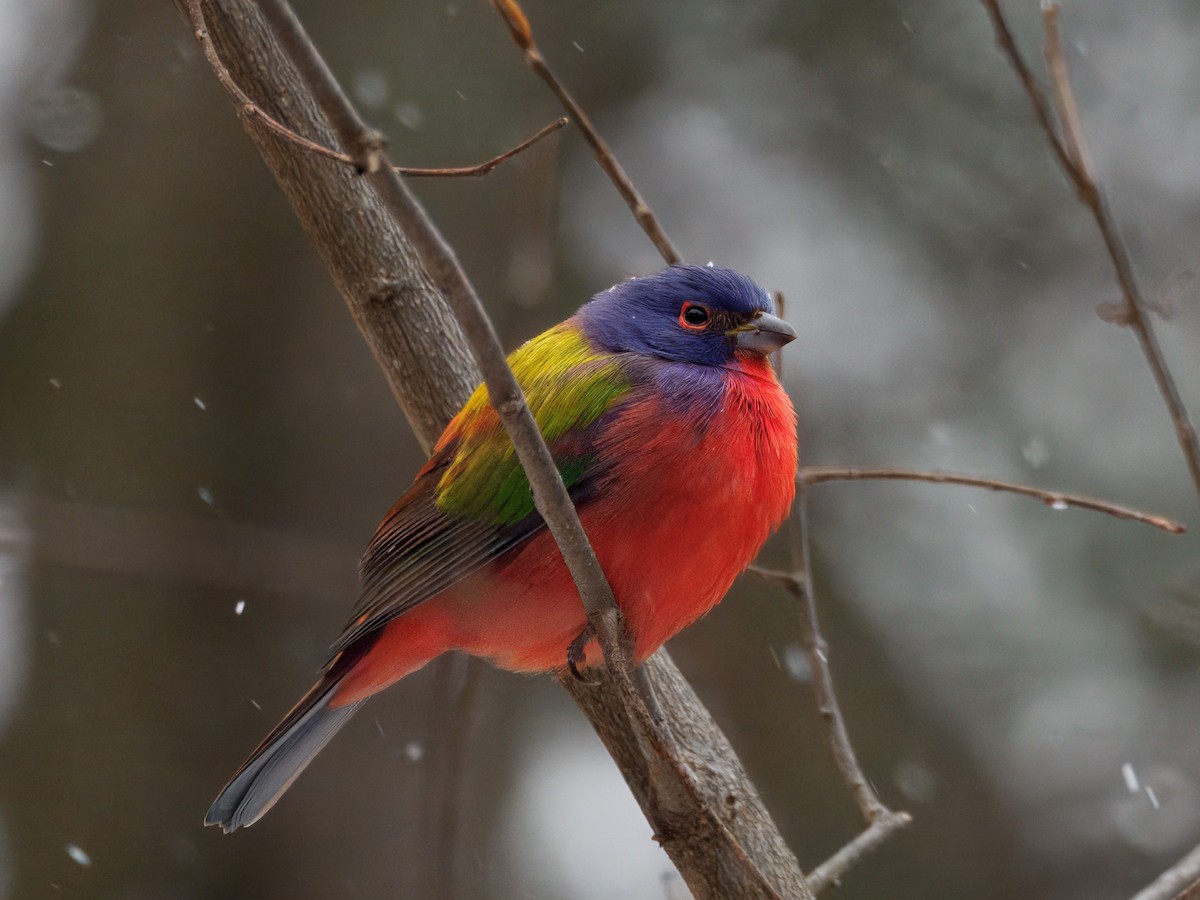Painted Bunting - ML647189357