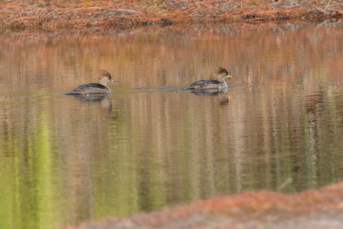 Крех жовтоокий - ML647189358
