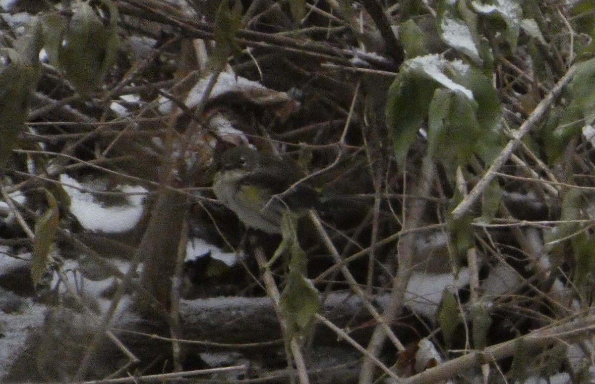 lesňáček žlutoskvrnný - ML647189359