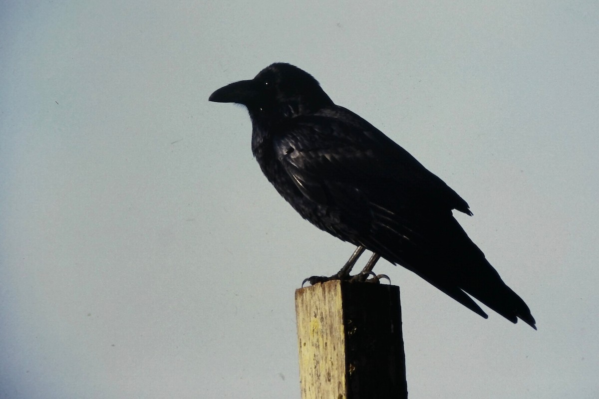 Common Raven - ML647189362