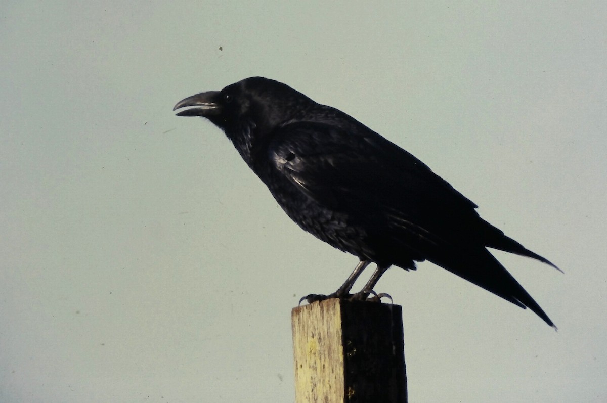 Common Raven - ML647189363