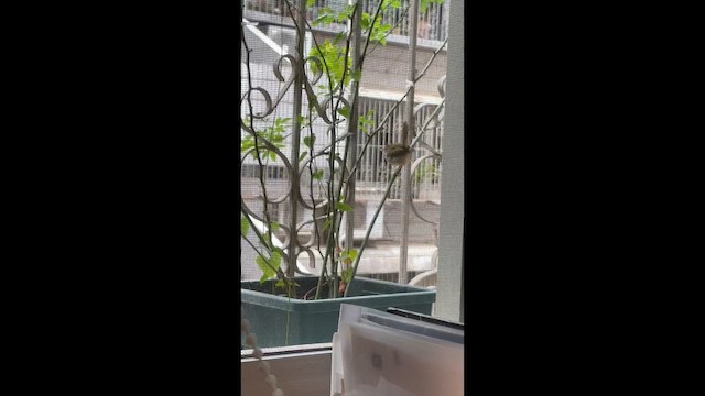 Common Tailorbird - ML647189366