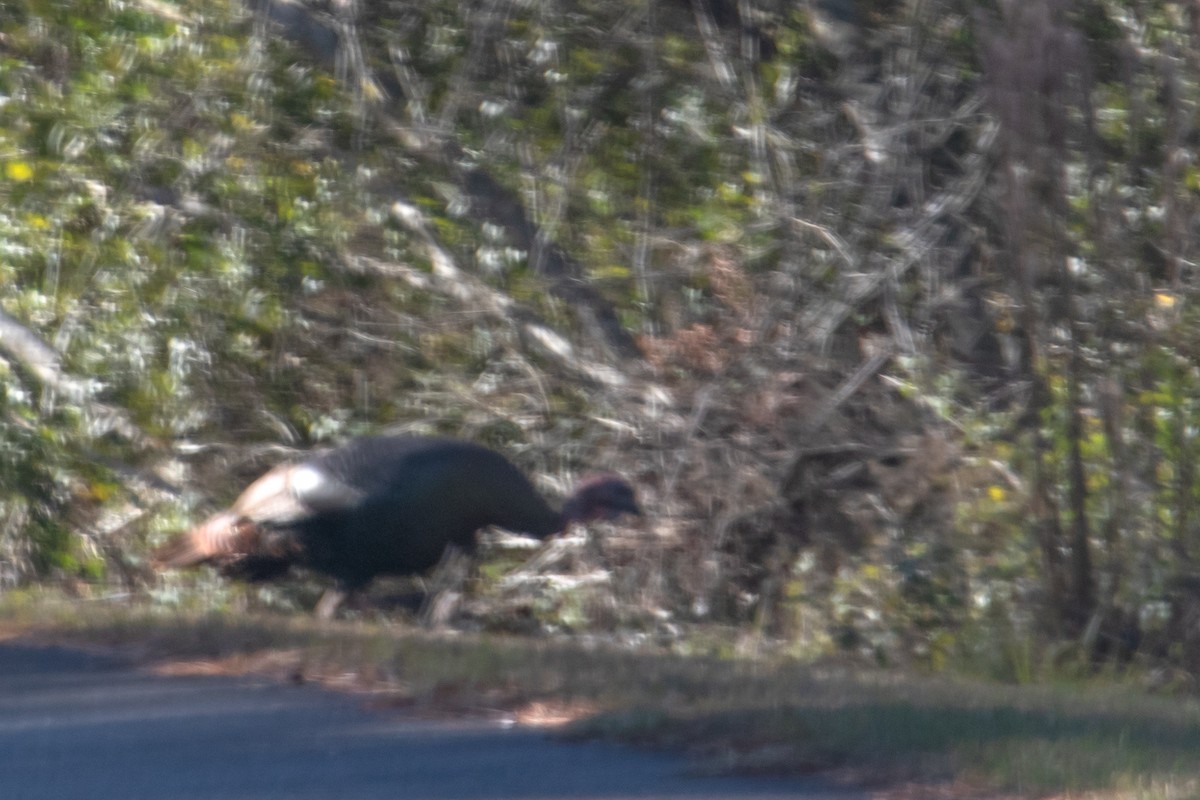 Індик великий - ML647189367