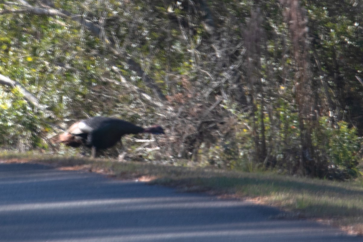 Індик великий - ML647189370