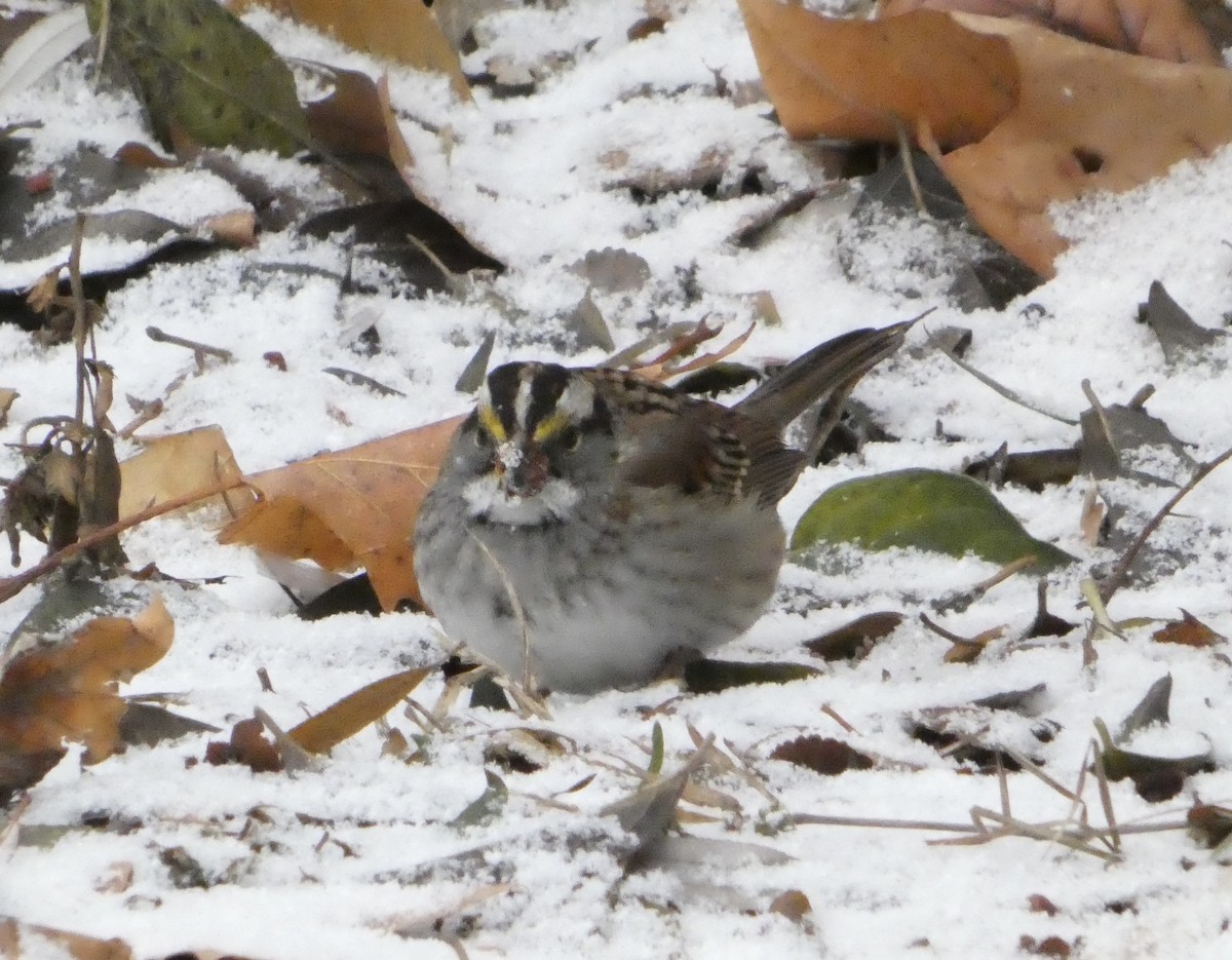 strnadec bělohrdlý - ML647189373