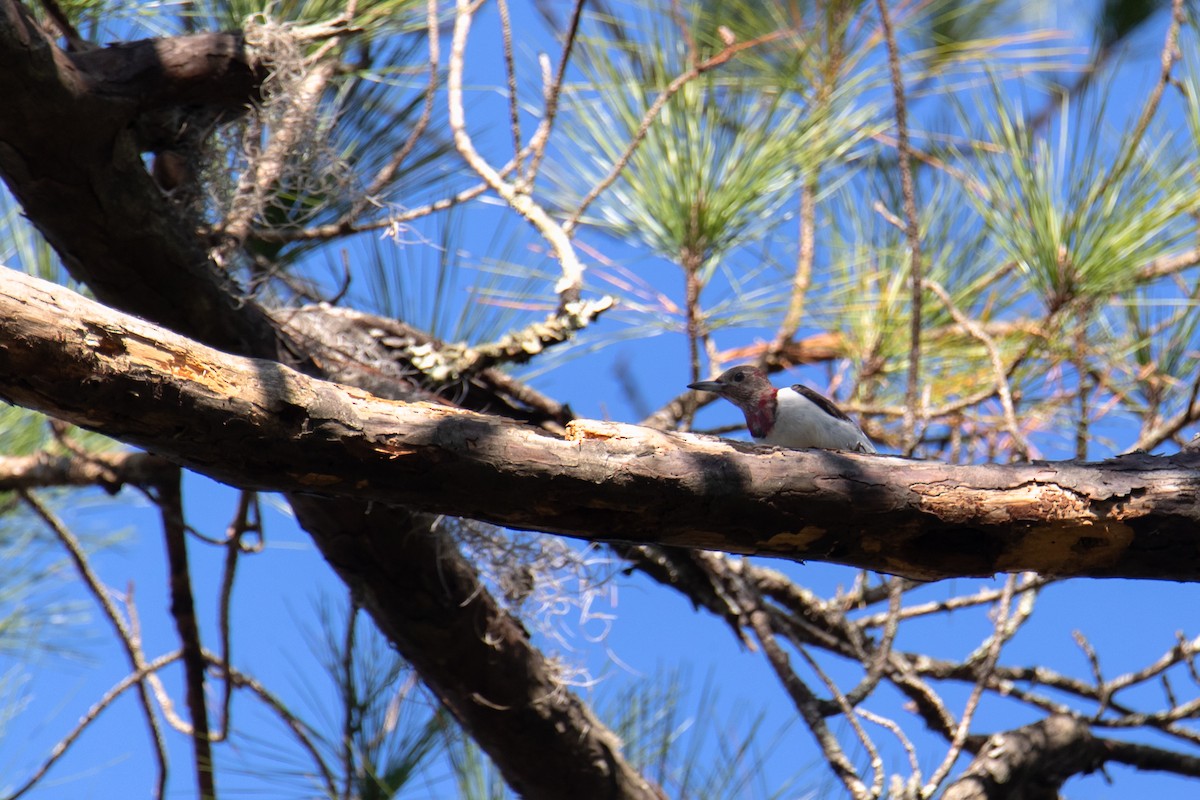 Гіла червоноголова - ML647189379