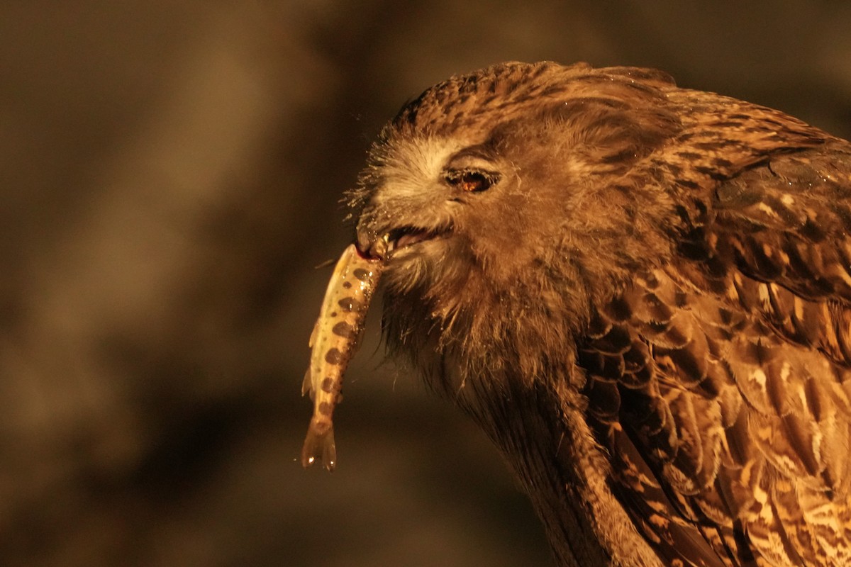 nordfiskeugle - ML647189382