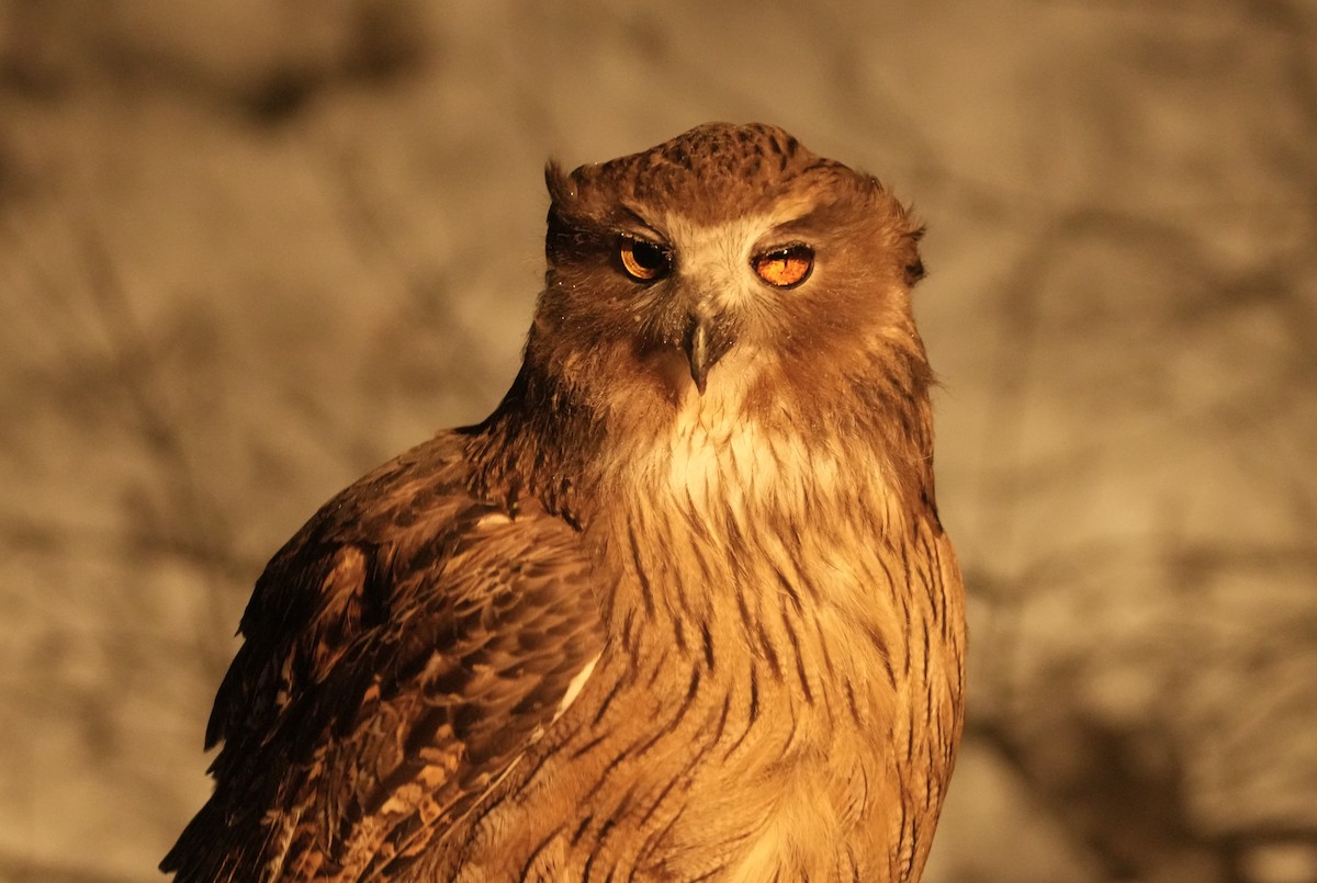 nordfiskeugle - ML647189383