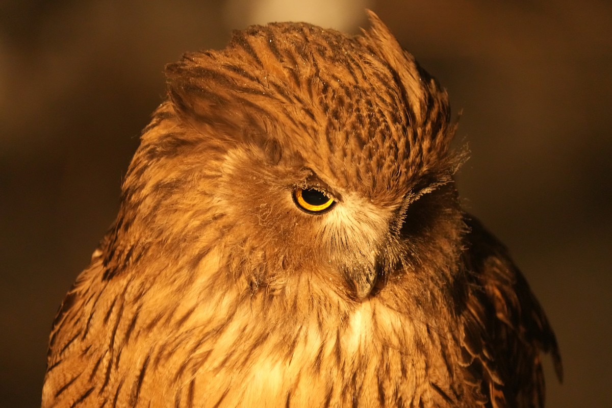 nordfiskeugle - ML647189385