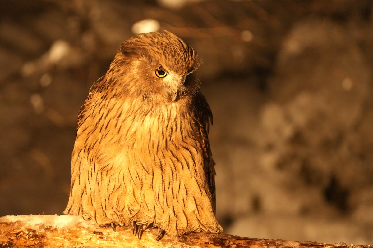 nordfiskeugle - ML647189386