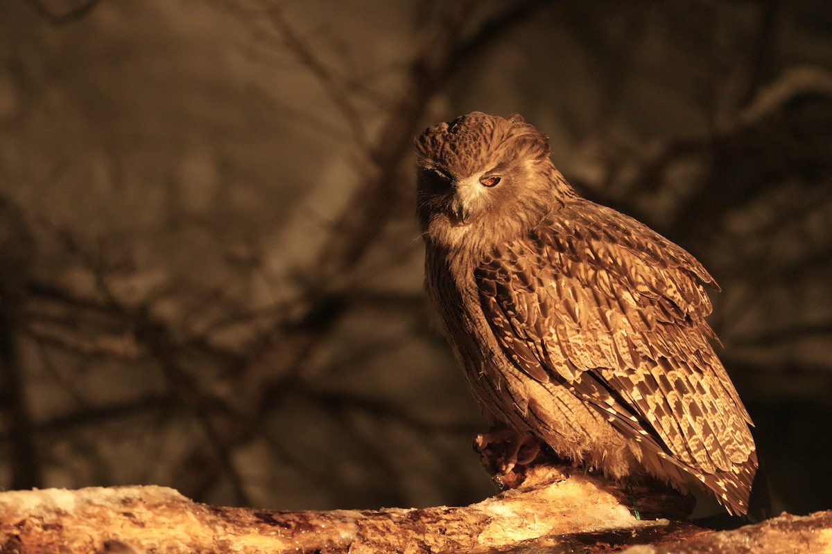 nordfiskeugle - ML647189387