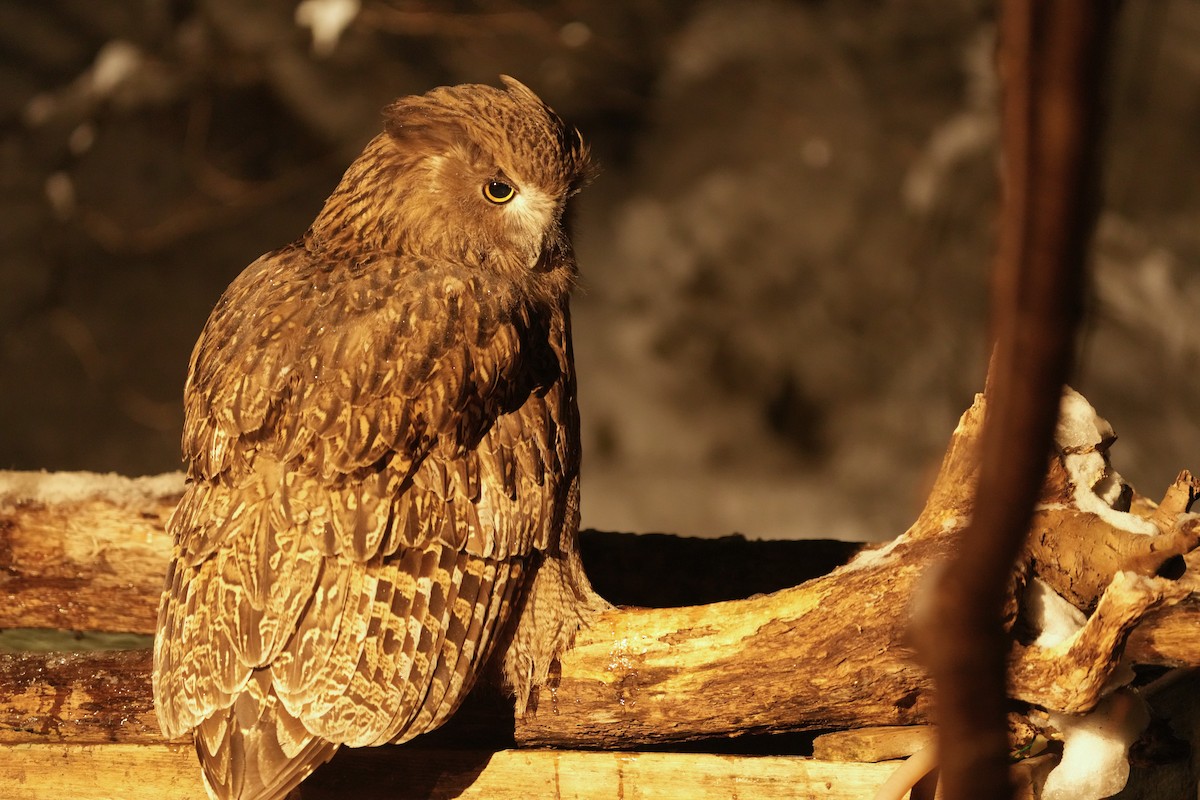 nordfiskeugle - ML647189388