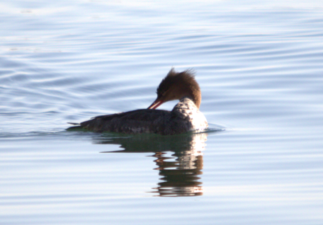 Red-breasted Merganser - ML647189391