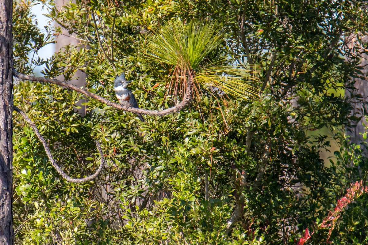 Рибалочка-чубань північний - ML647189392