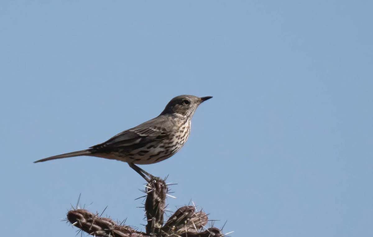 Sage Thrasher - ML647189404