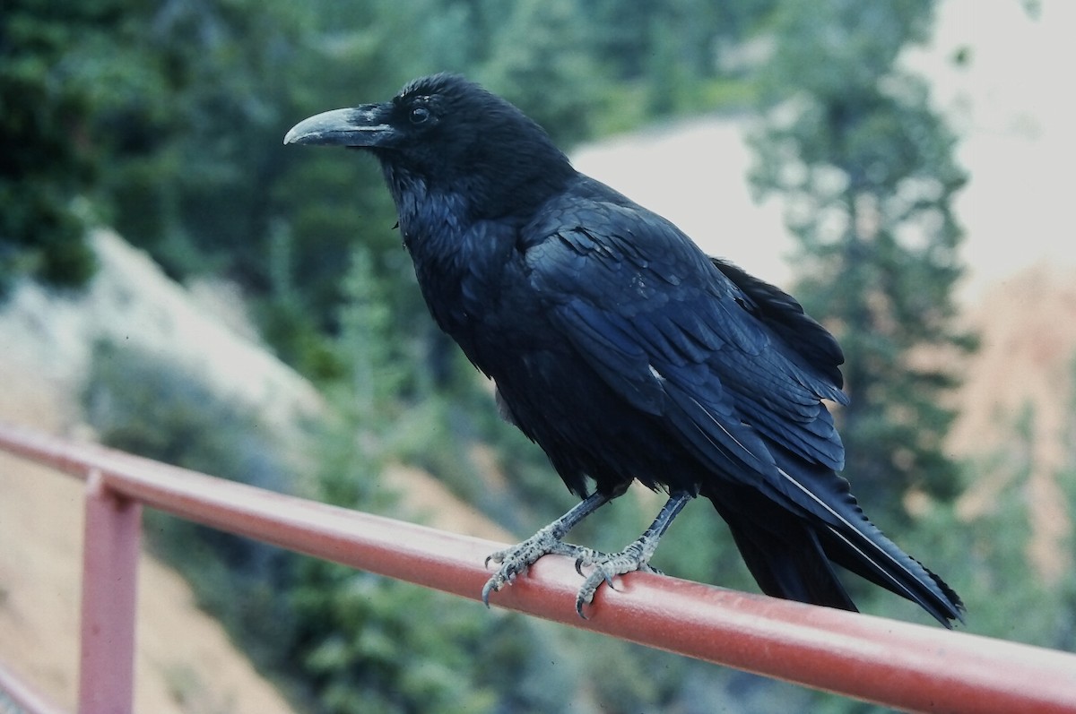 Common Raven - ML647189416