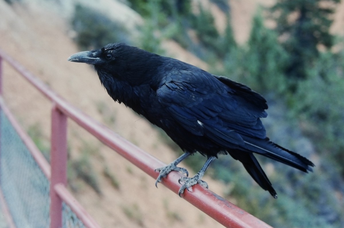 Common Raven - ML647189417