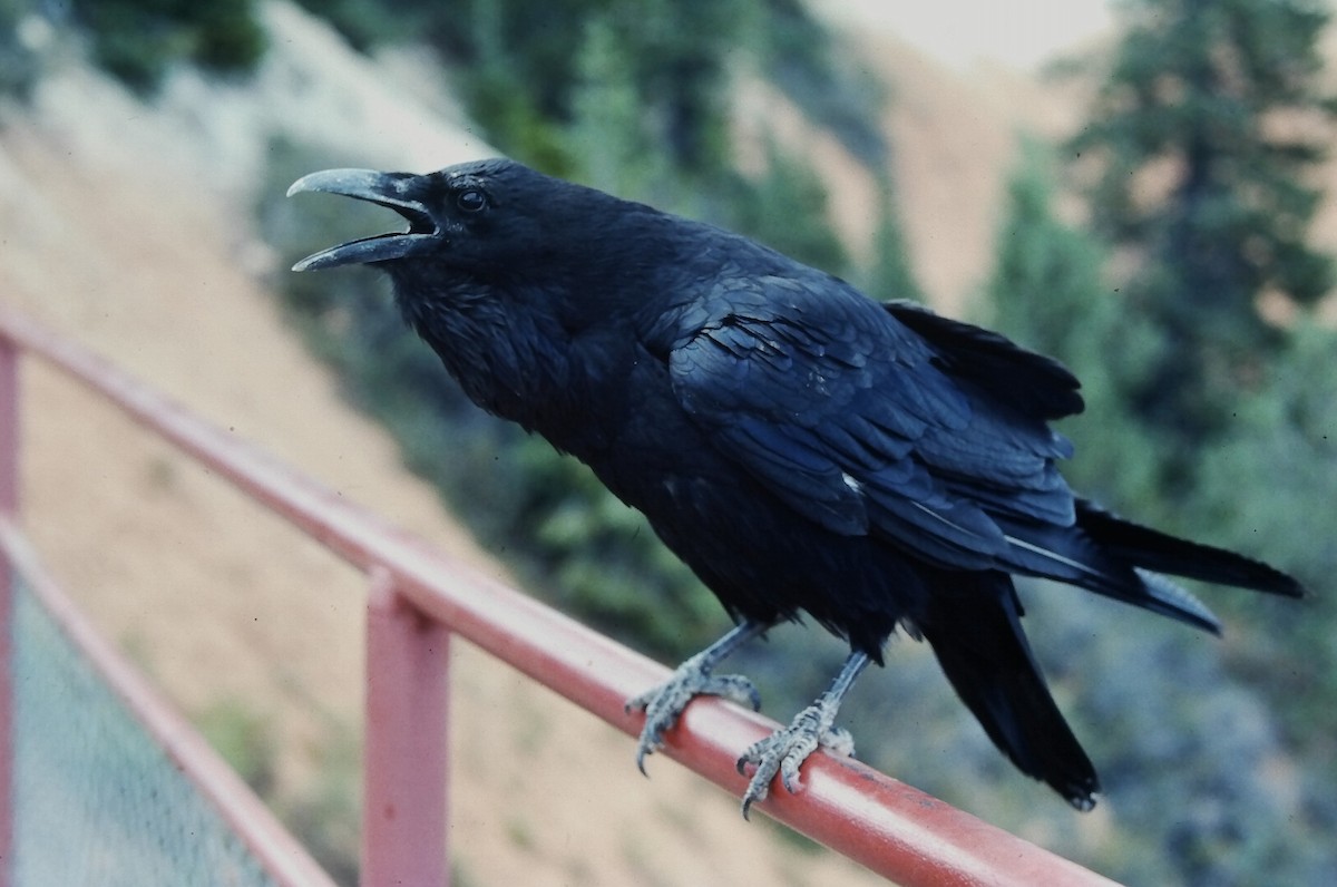 Common Raven - ML647189418