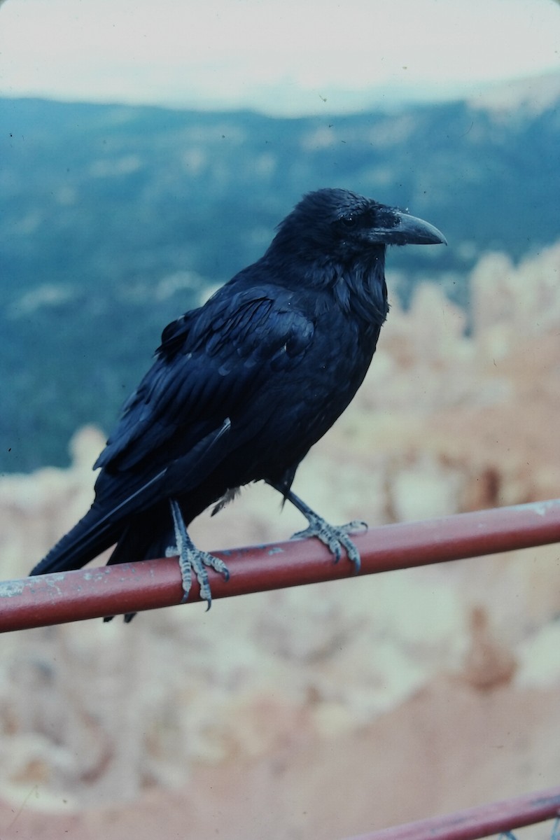 Common Raven - ML647189419