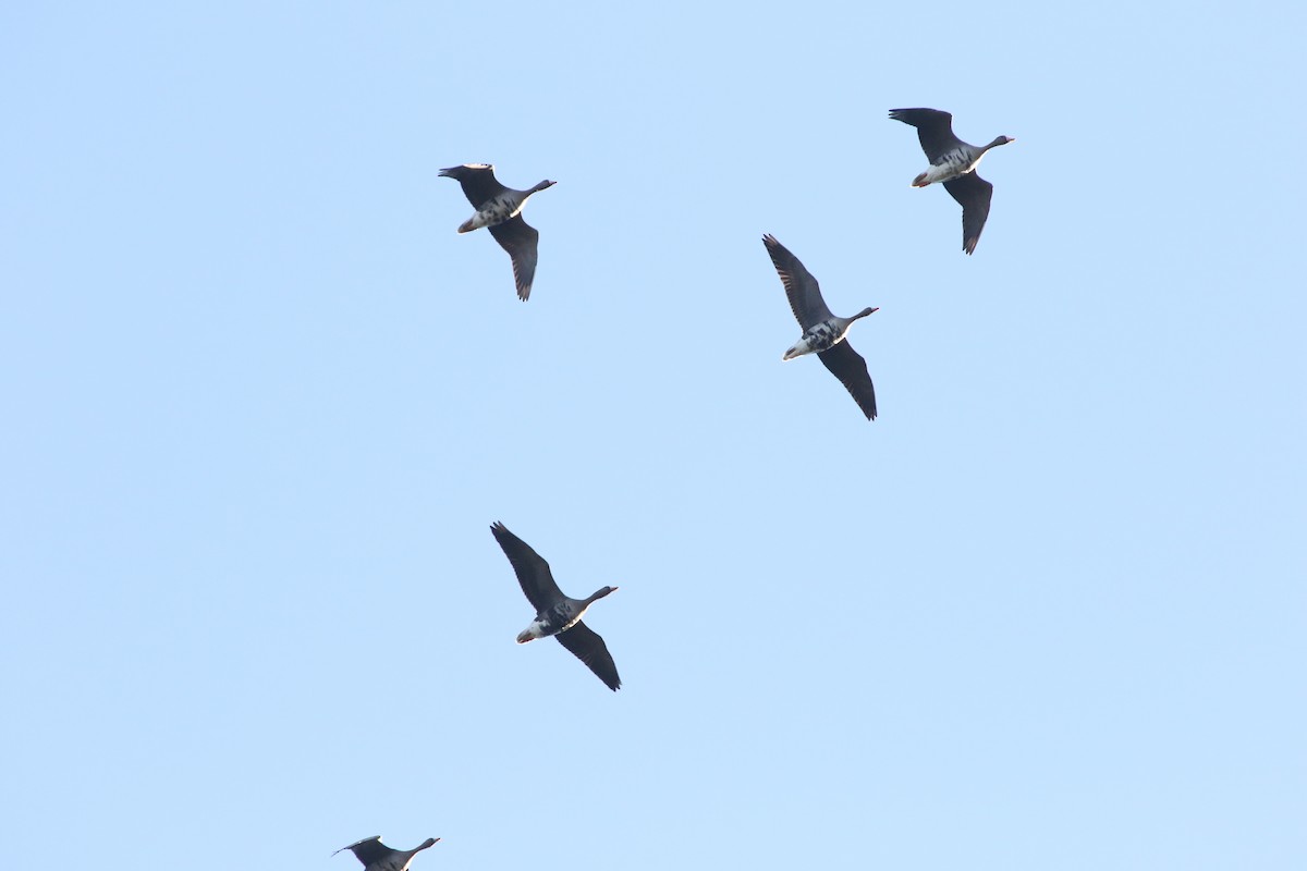 Манхин галуу - ML647189422