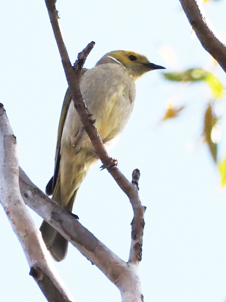 hvitsmykkehonningeter - ML647189434