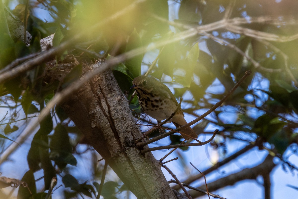 Дрізд-короткодзьоб плямистоволий - ML647189439