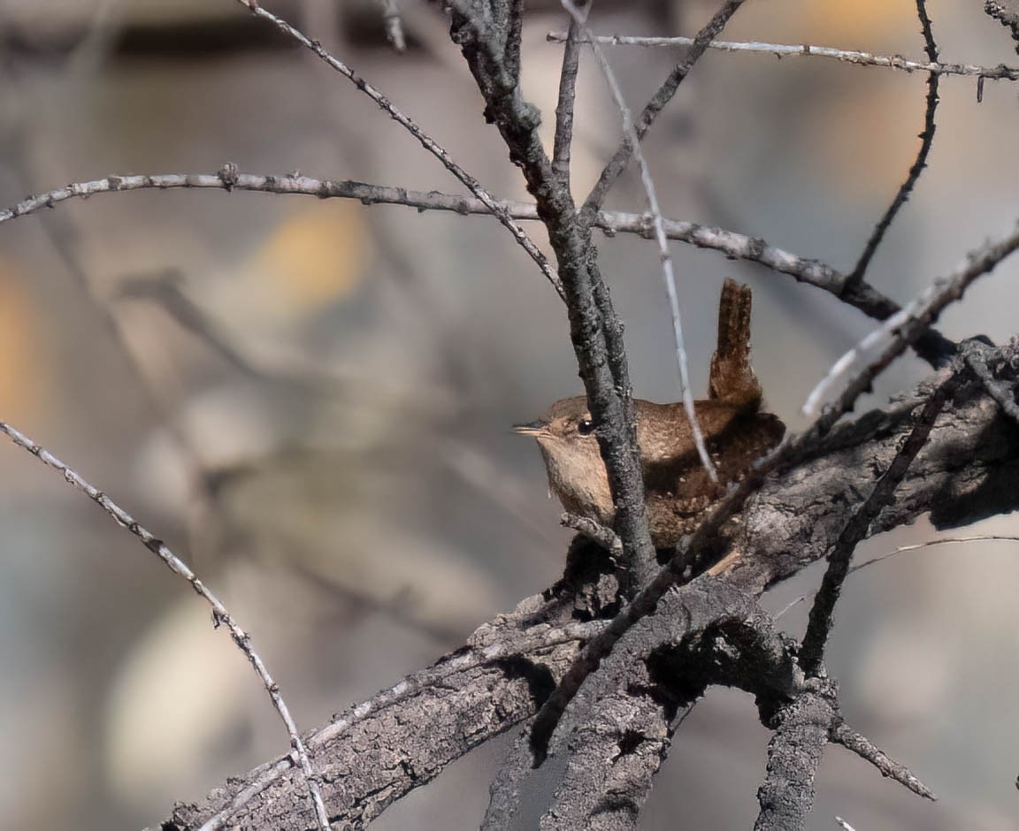 Winter Wren - ML647189443