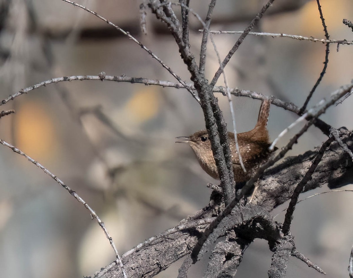 Winter Wren - ML647189447