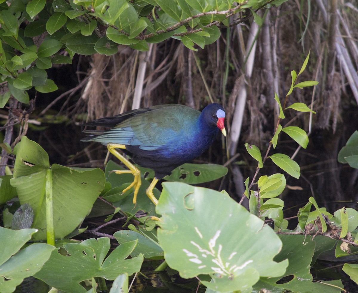 Малая султанка - ML647189452