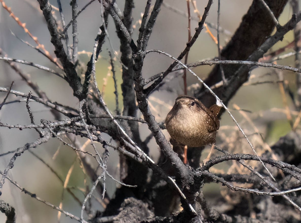 Winter Wren - ML647189453