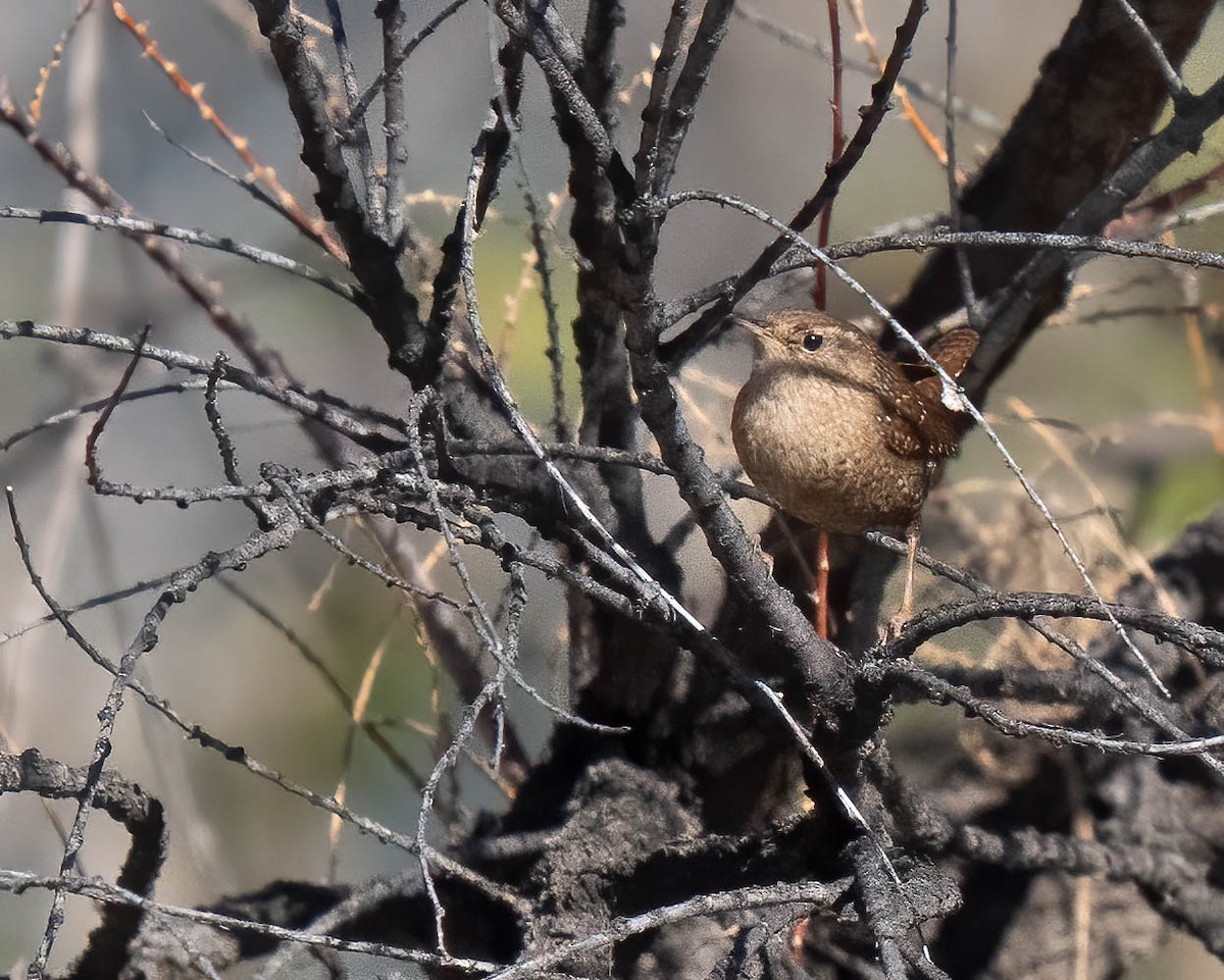 Winter Wren - ML647189458