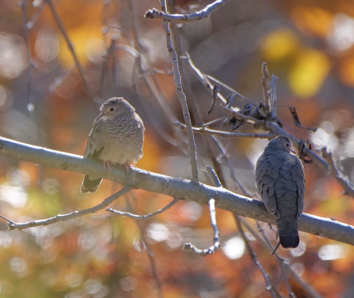 スズメバト - ML647189462