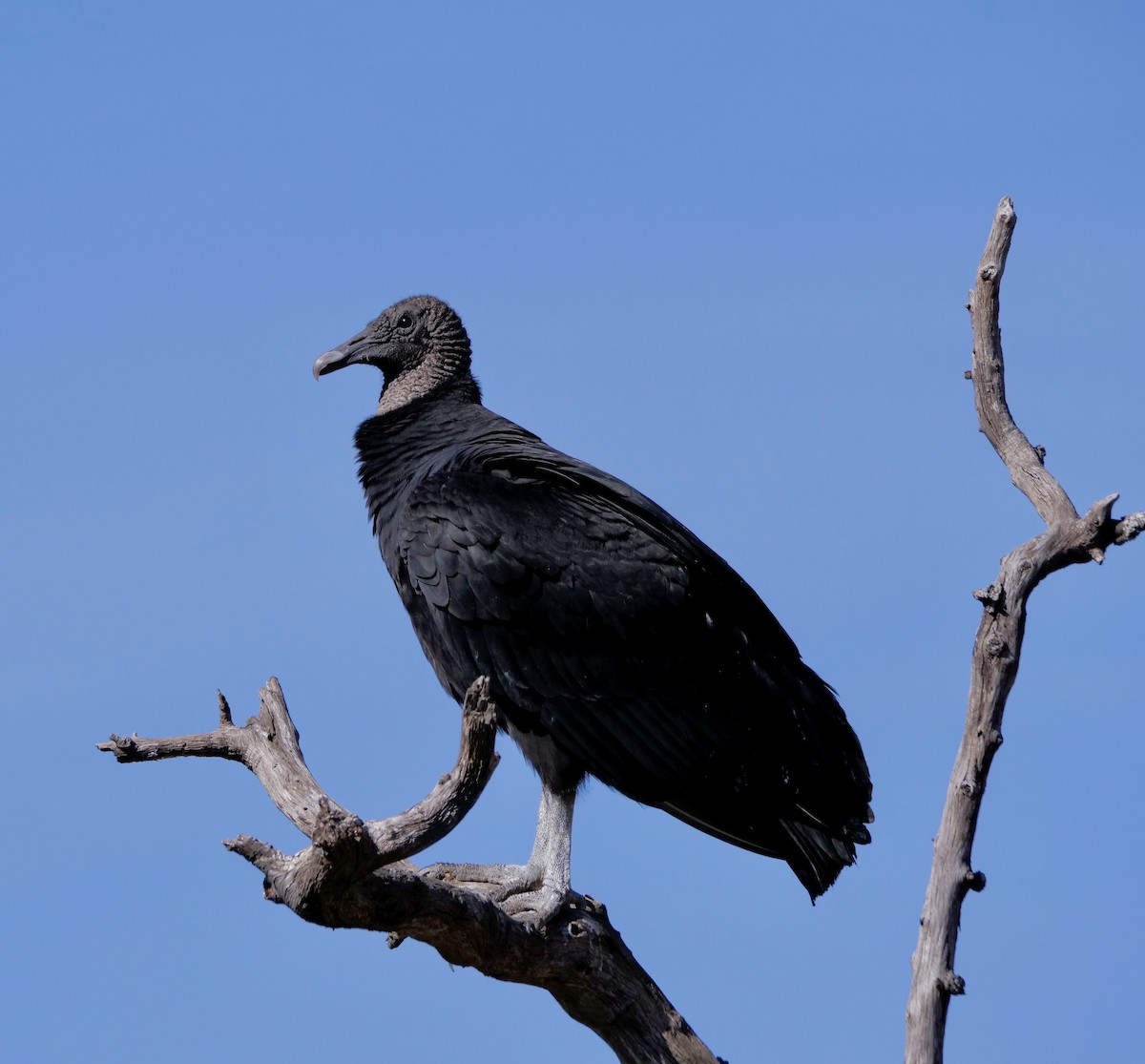 クロコンドル - ML647189467