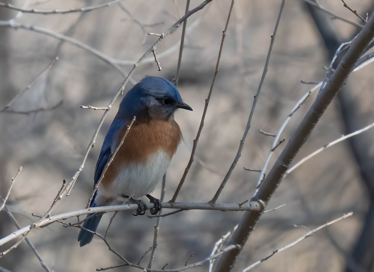 Eastern Bluebird - ML647189468
