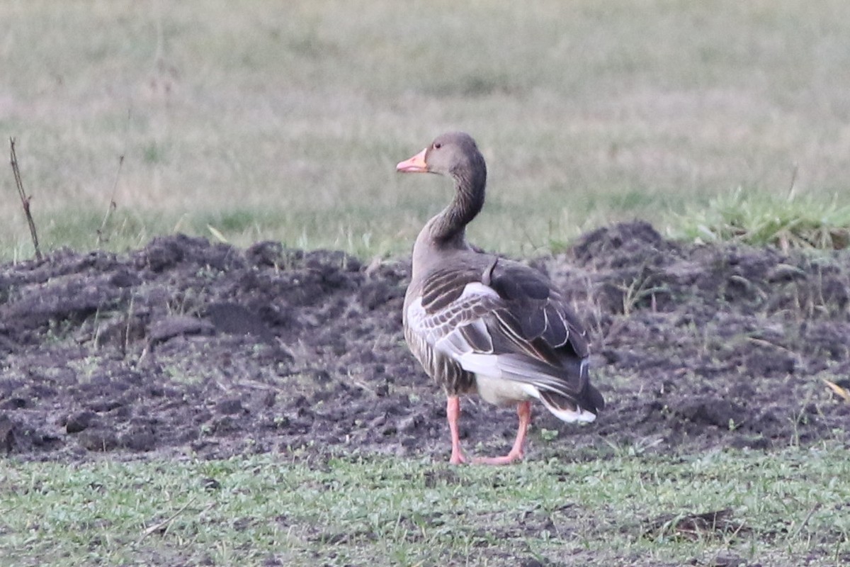 Graylag Goose - ML647189469