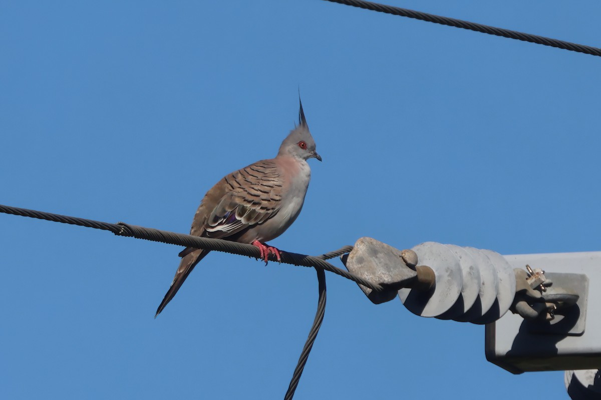 Spitzschopftaube - ML647189470