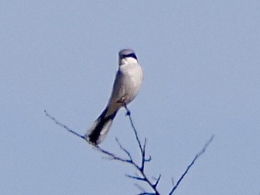 アメリカオオモズ - ML647189473