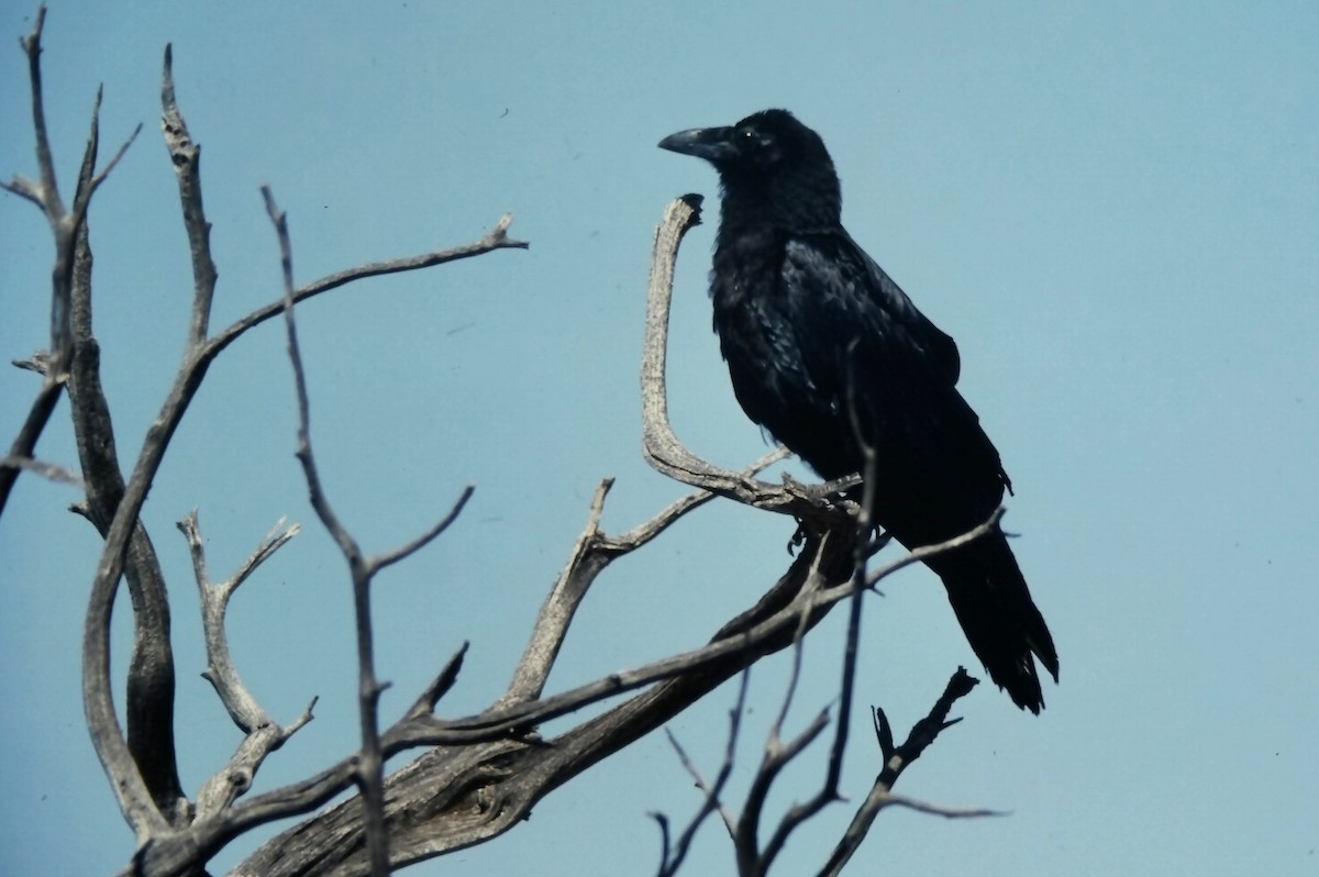 Common Raven - ML647189476